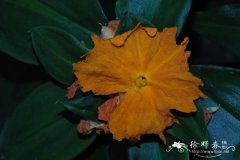 凸尖喇叭姜Chamaecostus cuspidatus