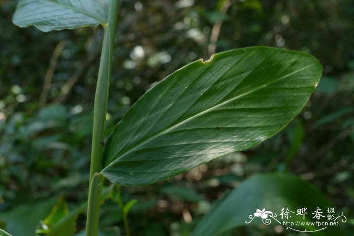 舞花姜Globba racemosa