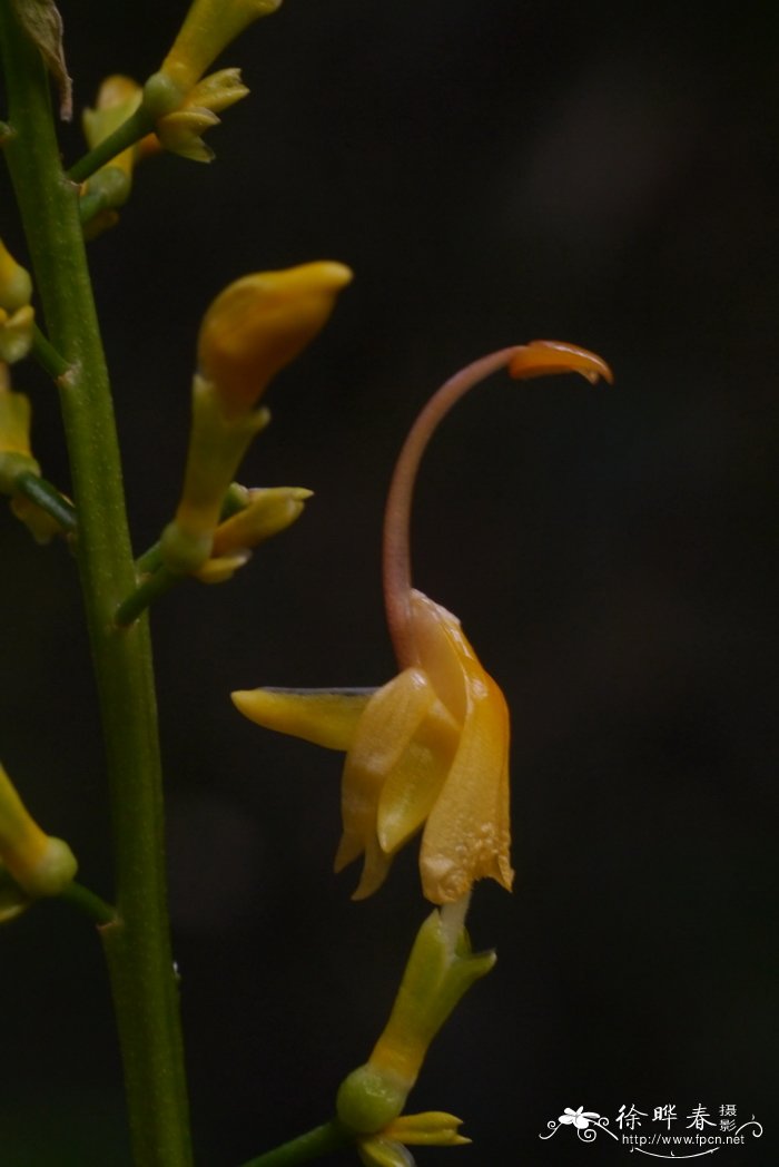 舞花姜Globba racemosa