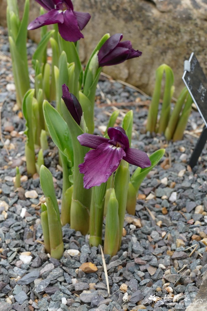 藏南象牙参Roscoea bhutanica