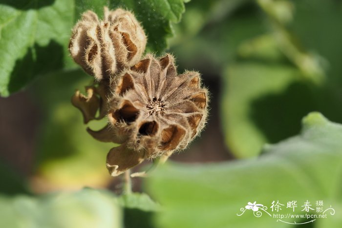 锦葵科苘麻属大叶苘麻 abutilon grandifolium