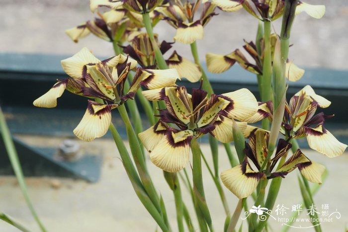 灰黄肖鸢尾Moraea lurida