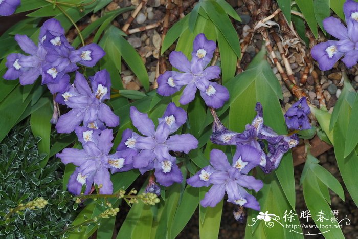 饰冠鸢尾Iris cristata