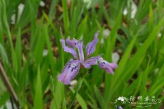 红花鸢尾Iris milesii