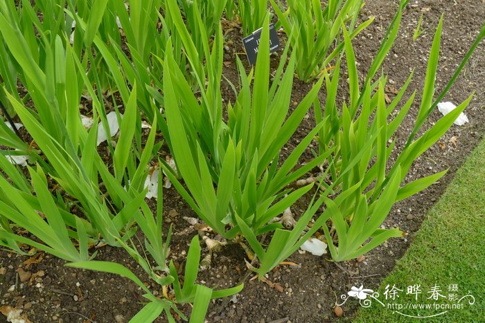 红花鸢尾Iris milesii