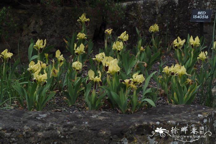 矮小鸢尾Iris pseudopumila