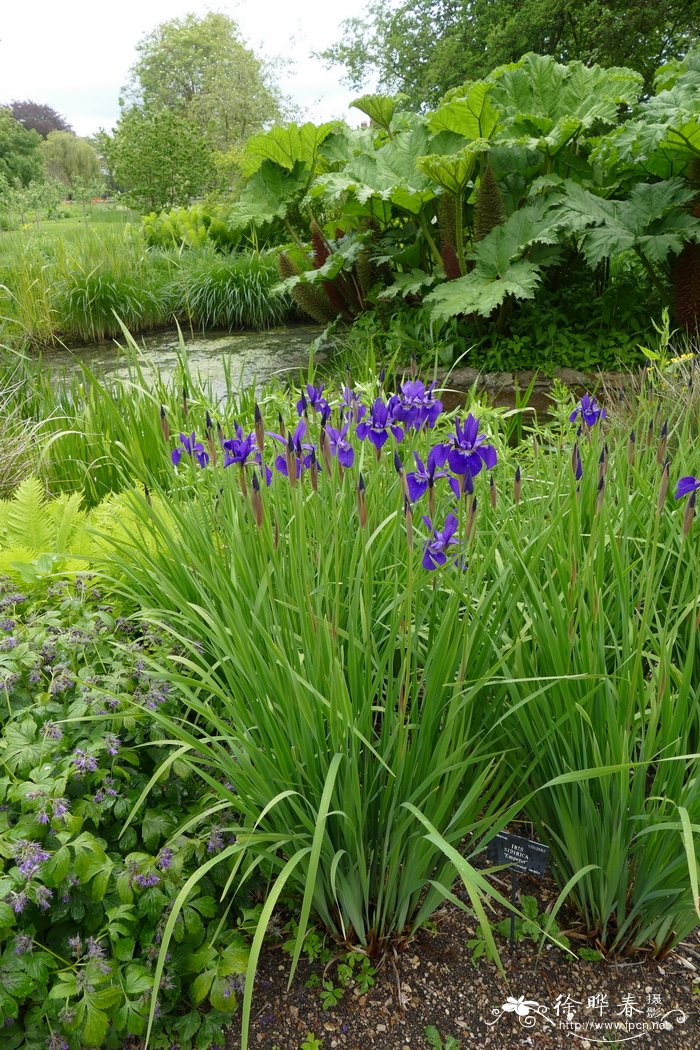 ‘帝王’西伯利亚鸢尾Iris sibirica ‘Emperor’