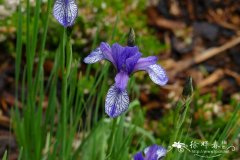 西伯利亚鸢尾Iris sibirica