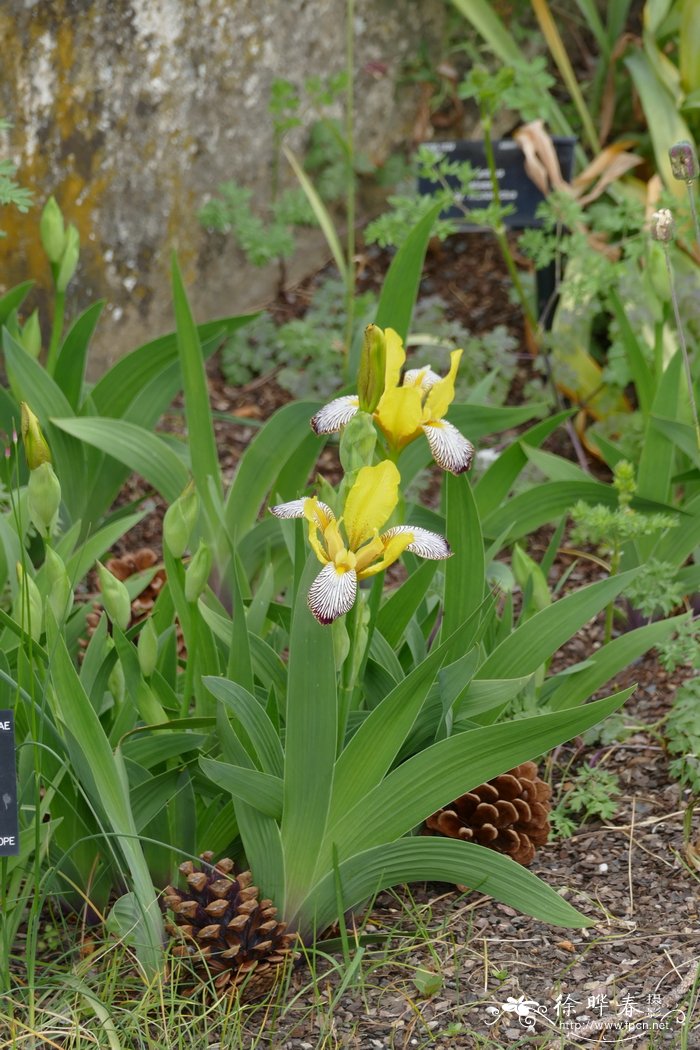 纹瓣鸢尾Iris variegata