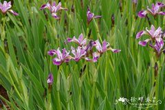 ‘凯尔梅’变色鸢尾Iris versicolor ‘Kermesina’