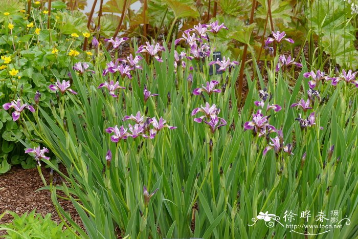 ‘凯尔梅’变色鸢尾Iris versicolor ‘Kermesina’