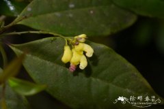 尾叶远志Polygala caudata