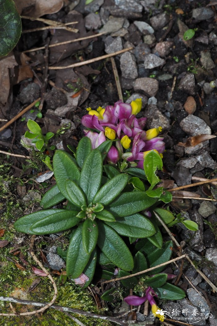 大花远志Polygala chamaebuxus var. grandiflora