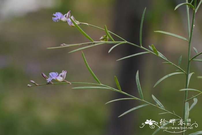 远志Polygala tenuifolia