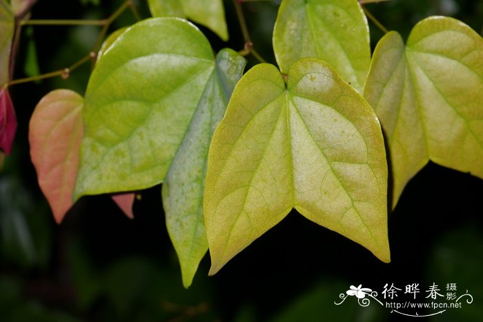 箭羽龙须藤 Bauhinia curtisii