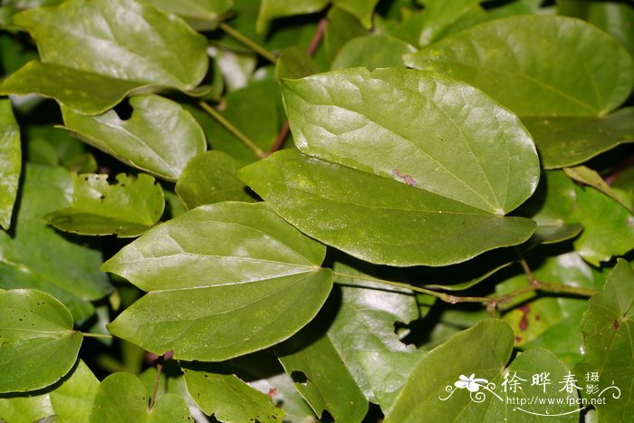 箭羽龙须藤 Bauhinia curtisii