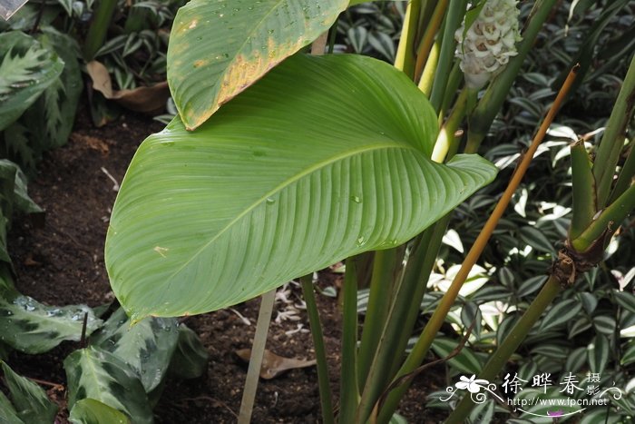 '蓝冰'肿节竹芋 Calathea burle-marxii 'Ice Blue'