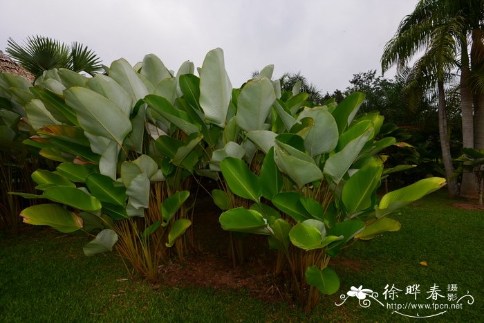 雪茄竹芋Calathea lutea