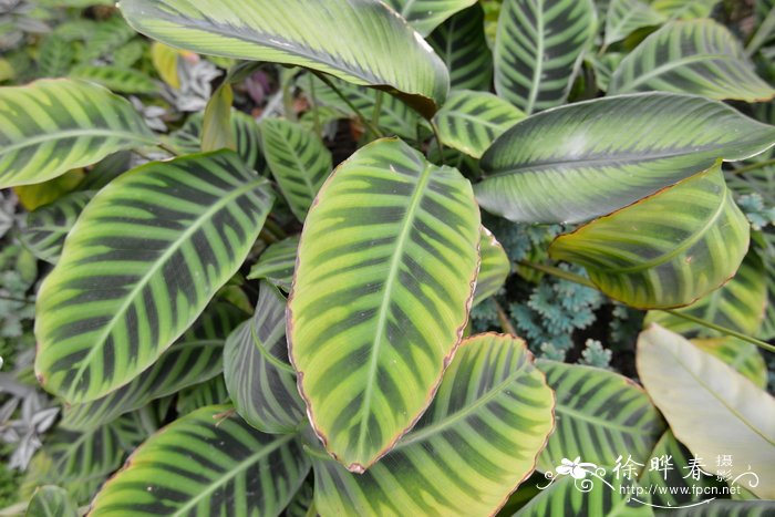 绒叶肖竹芋Calathea zebrina