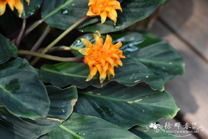 黄苞肖竹芋Calathea crocata