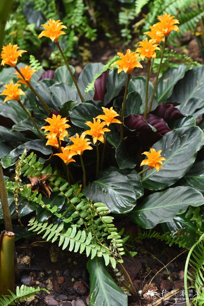 黄苞肖竹芋Calathea crocata