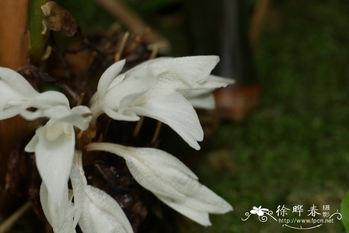 箭羽竹芋Calathea lancifolia