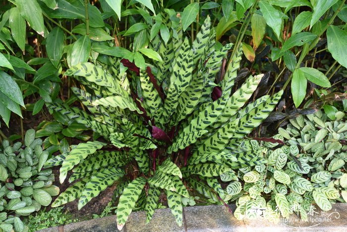 箭羽竹芋Calathea lancifolia