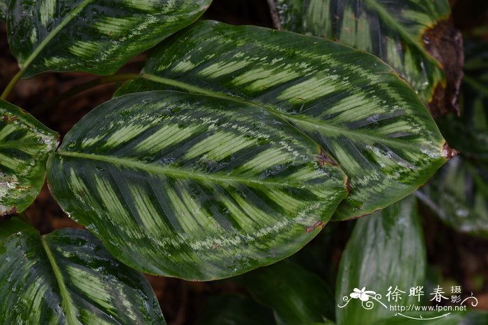 利比亚娜竹芋 Calathea libbyana