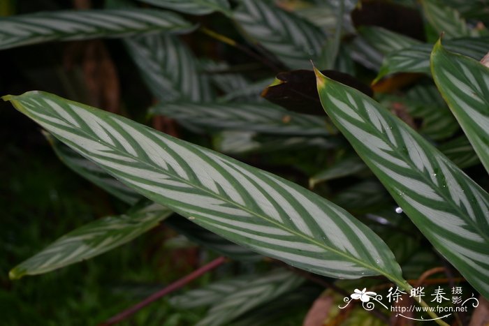 银羽竹芋 Ctenanthe setosa