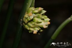 尖苞柊叶Phrynium placentarium