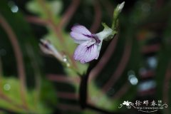 '魅惑'豹纹竹芋Maranta leuconeura 'Fascinator'