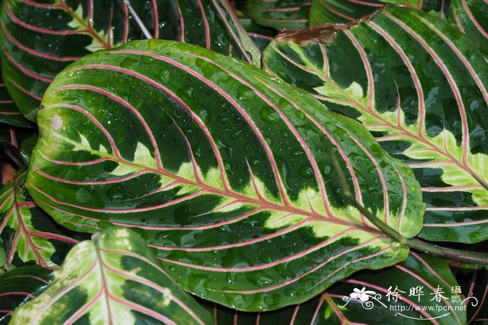 '魅惑'豹纹竹芋Maranta leuconeura 'Fascinator'