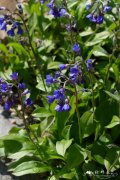 报春花滨紫草Mertensia primuloides