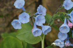 滨紫草Mertensia virginica