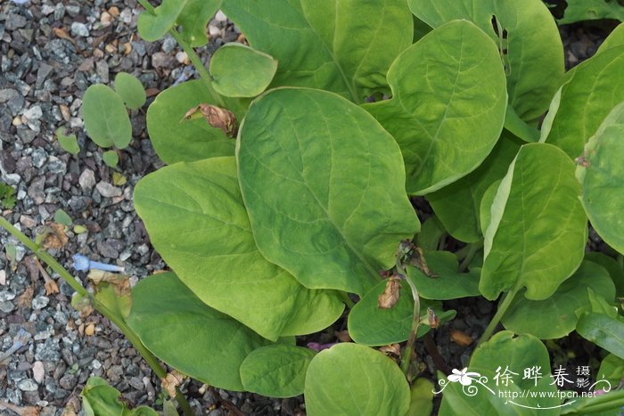 滨紫草Mertensia virginica