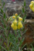 沙生滇紫草Onosma arenarium