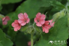 红花肺草Pulmonaria rubra