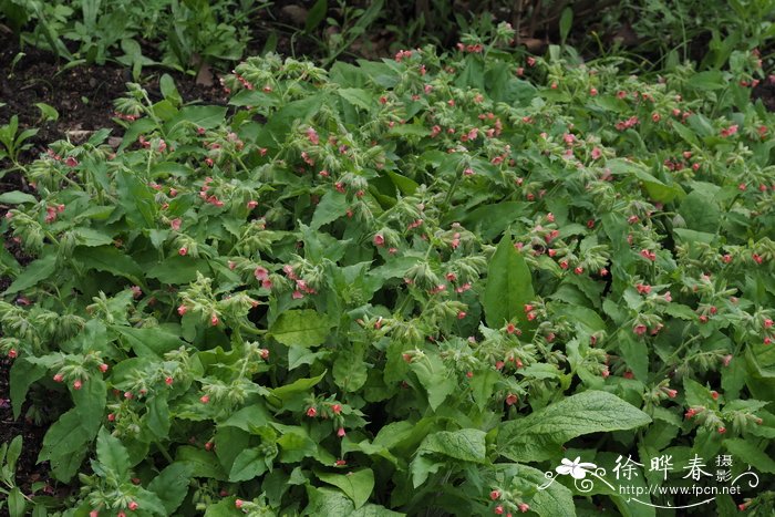 红花肺草Pulmonaria rubra