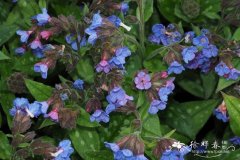 '海登'甜肺草Pulmonaria saccharata 'Highdown'