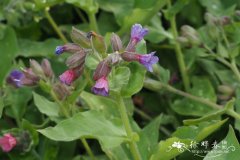 甜肺草Pulmonaria saccharata