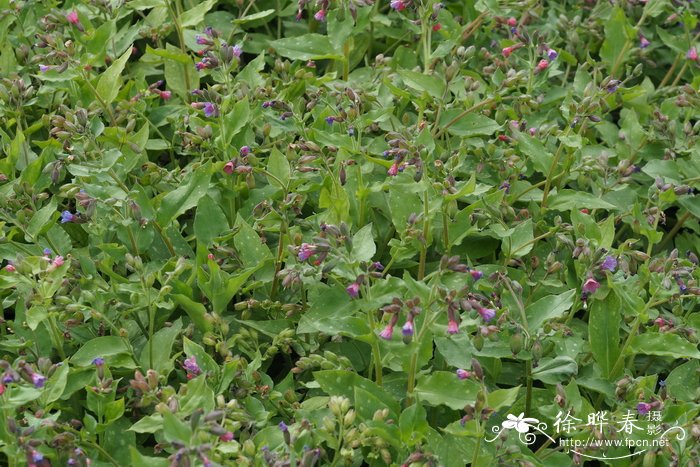 甜肺草Pulmonaria saccharata