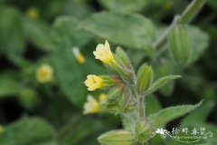 黄白假狼紫草Nonea luteaa