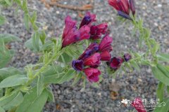 美丽蓝蓟Echium amoenum