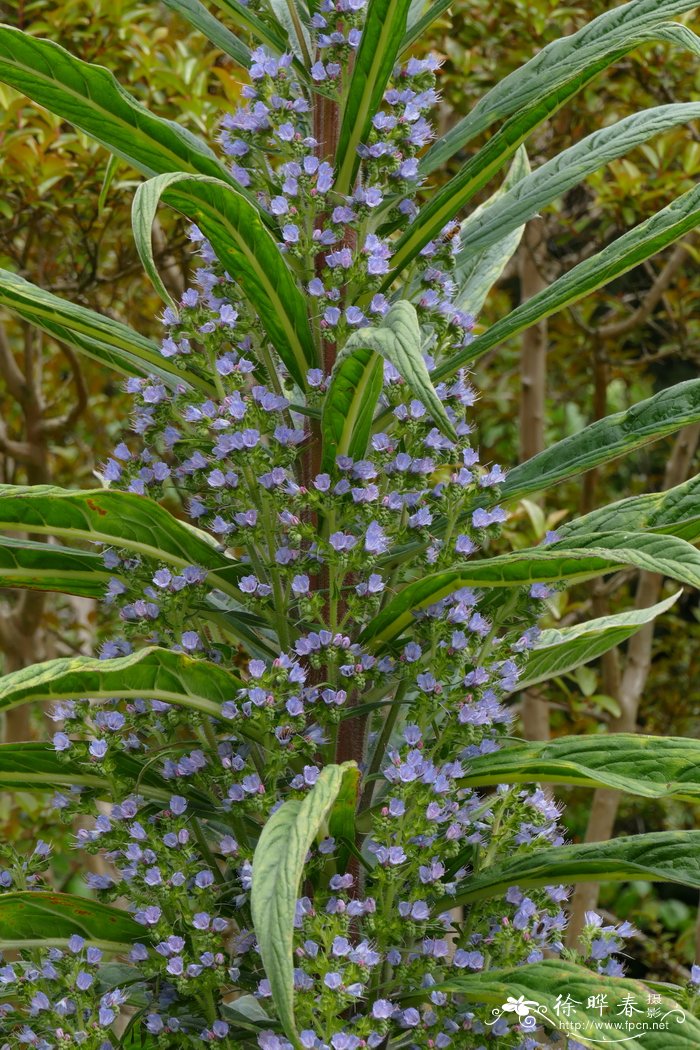 紫塔蓝蓟Echium pininana