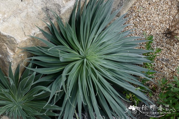 野蓝蓟Echium wildpretii
