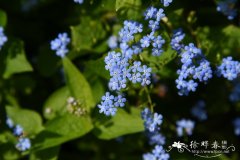 大叶蓝珠草Brunnera macrophylla