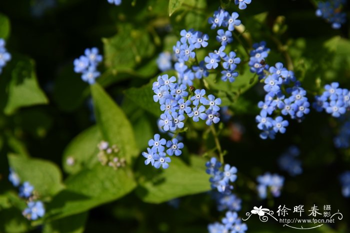 大叶蓝珠草Brunnera macrophylla