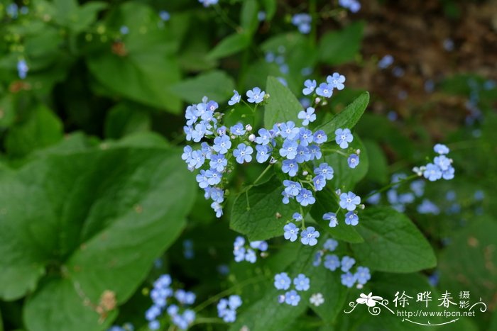 大叶蓝珠草Brunnera macrophylla
