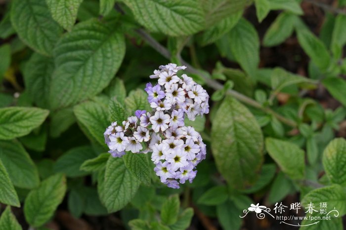 南美天芥菜Heliotropium arborescens