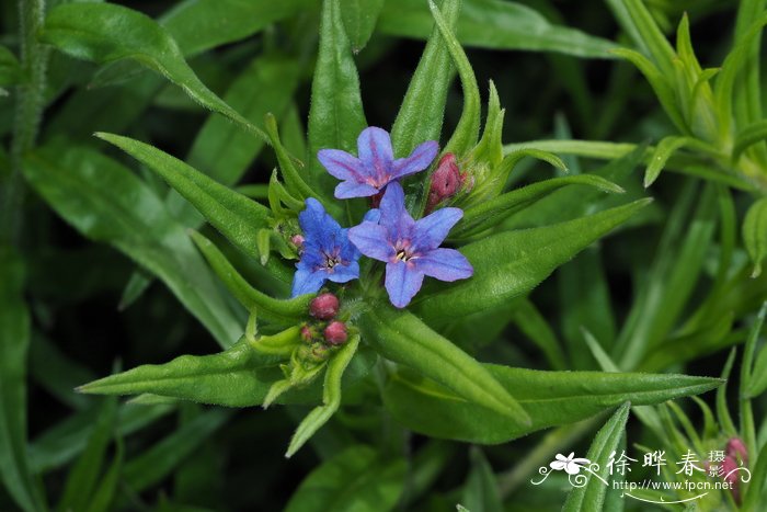 紫花田紫草Buglossoides purpurocaerulea